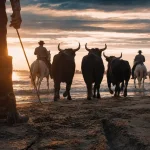 Abrivado des plages grau-du-roi 2025 sur la plage au lever du soleil