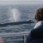 Rorqual cap d agde au large à 15 mètres, méditerranée